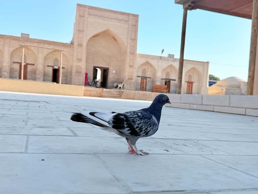 Bukhara: Combined City and Countryside Tour. Walking and Car - The Kalyan Minaret and Kalyan Mosque: Bukhara’s Most Recognizable Landmark Pair