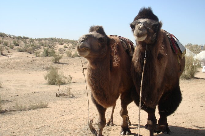 Desert Yurt Camp tour - 2 days (shared) - Day 2: breakfast, then the 4-hour drive to Samarkand