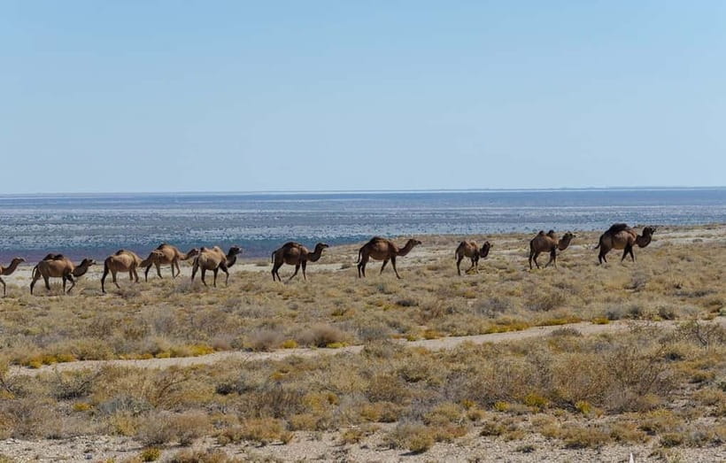 From Khiva To Aral Sea 2-Days One Night In Yurt Stay - Khiva to the Aral Sea: A Trip That Feels Long, Then Worth It